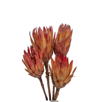 Protea naturalna - suszone kwiaty