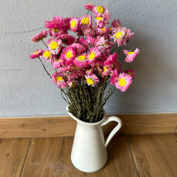 Acroclinium różowe (suchlin) - suszone kwiaty
