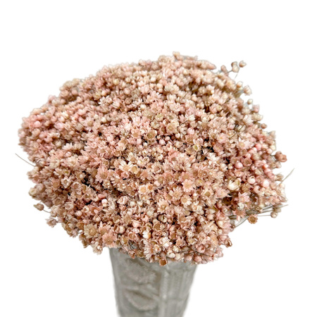 Suszona gliksja jasnoróżowa, glixia - suszone kwiaty 100g